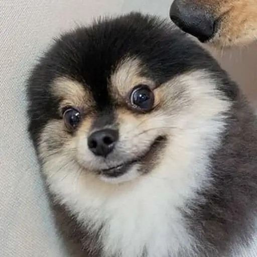ゴロマル