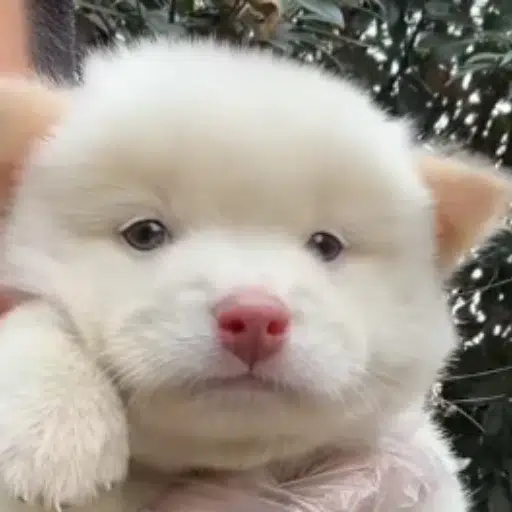 ChowChow