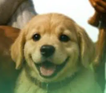 ADOG