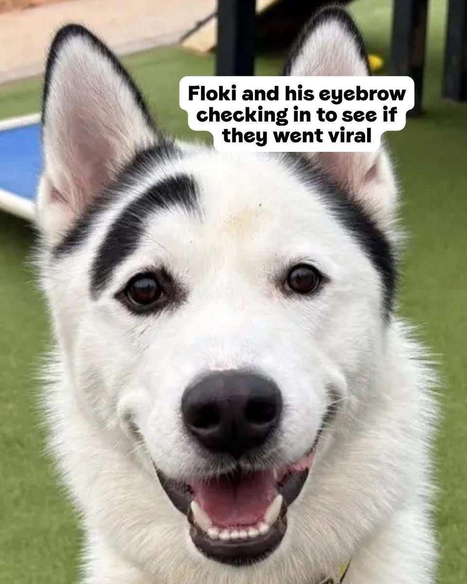 FLOKI