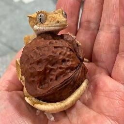GECKO