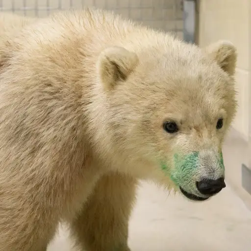 Rai-kun — The Orphaned Polar Bear Solana token traded by KOLs