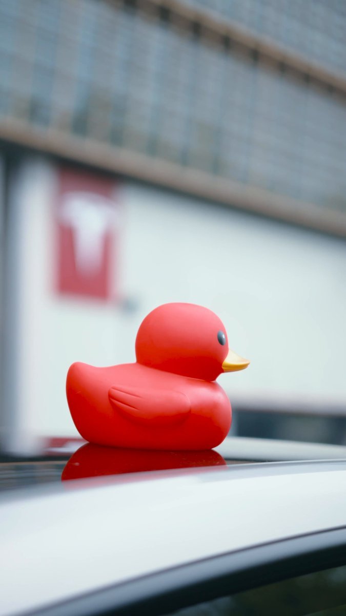 duck