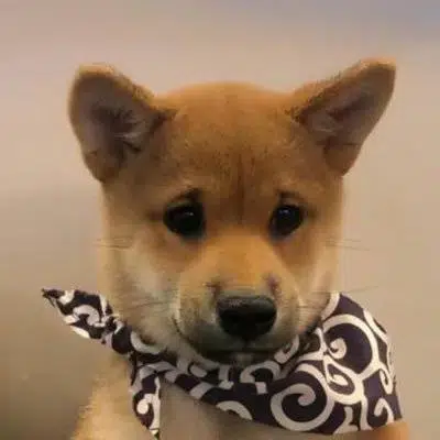 GOGO