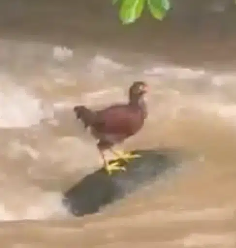CHICKEN