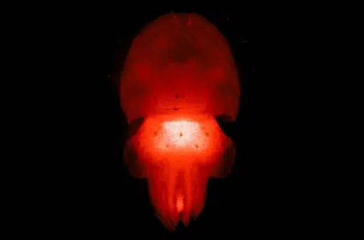 CEPHALOPOD logo