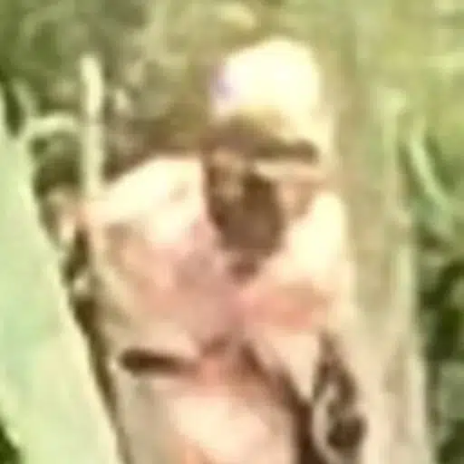 BIGFOOT
