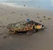Turtle