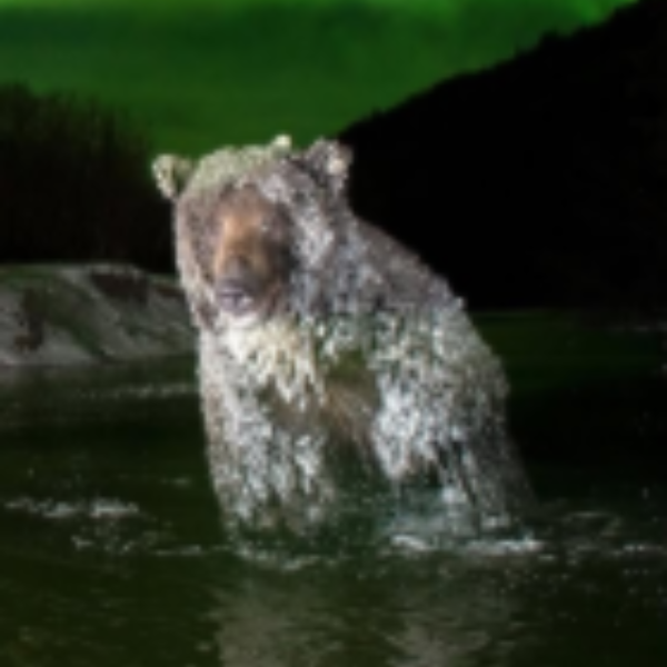 CHILLBEAR