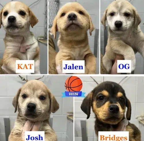 KNICKS