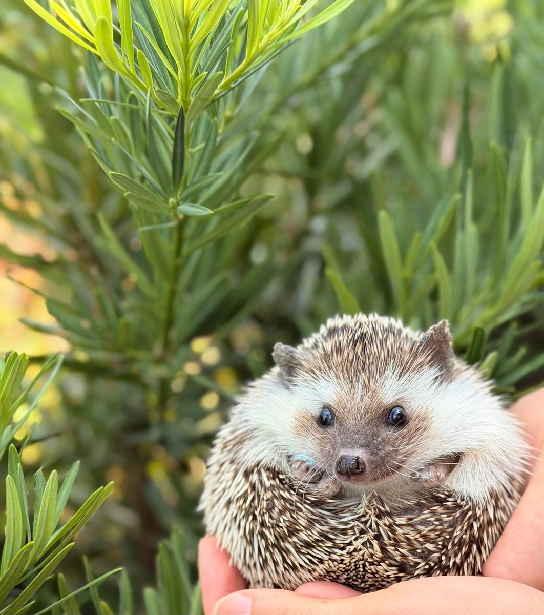 SHRUB