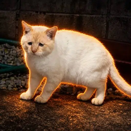 $SADCAT token logo