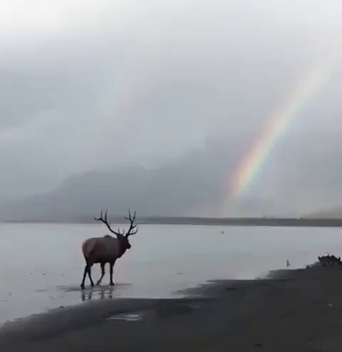 Elk
