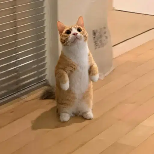 Michi
