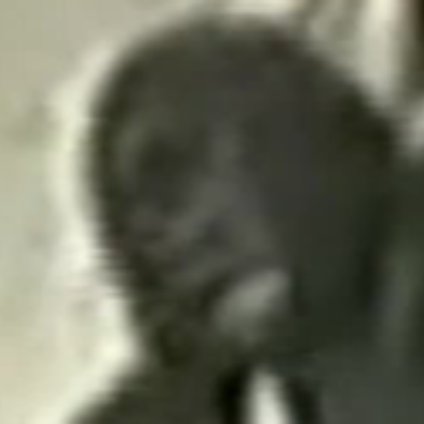 HARAMBE
