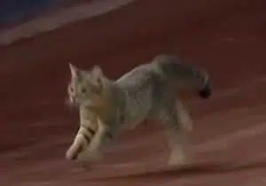 BCAT