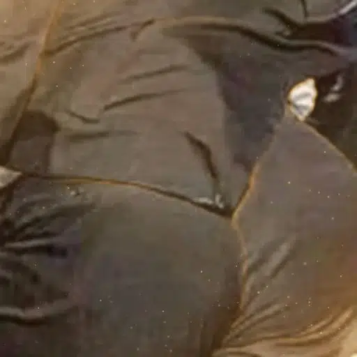 DD