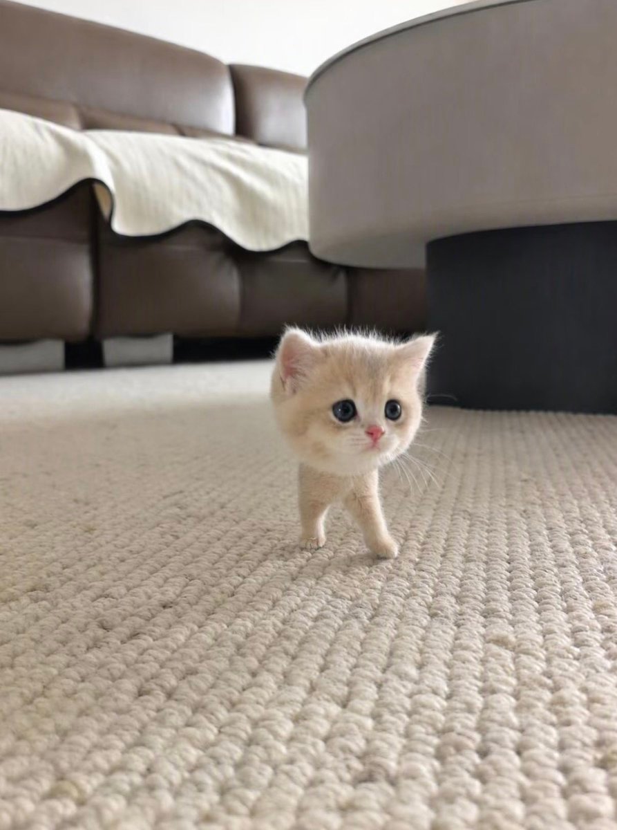 ᶜᵉᵗ