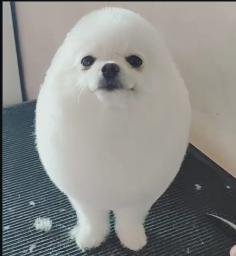 PomPom