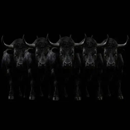 BULLS