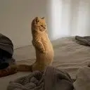meerchi