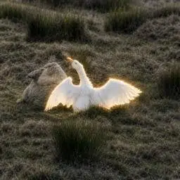 Goose