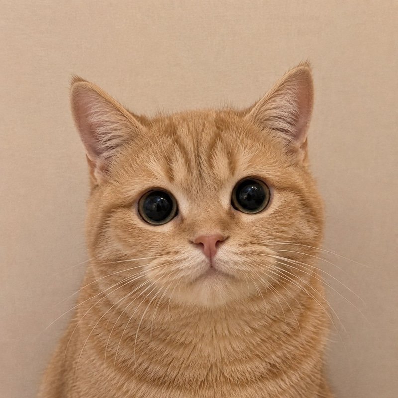 pussy