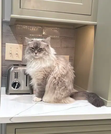 MaoMao