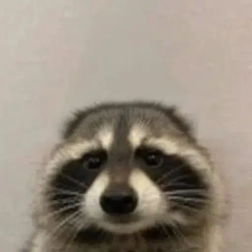 coon