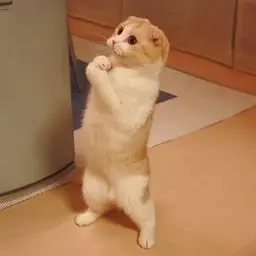 LOLCAT