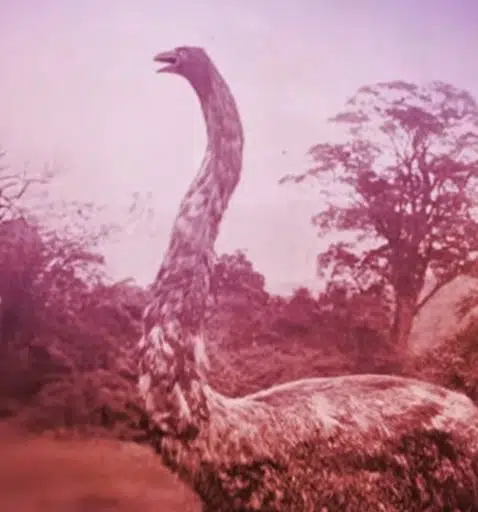 MOA