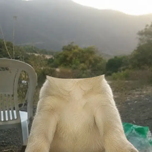 UP
