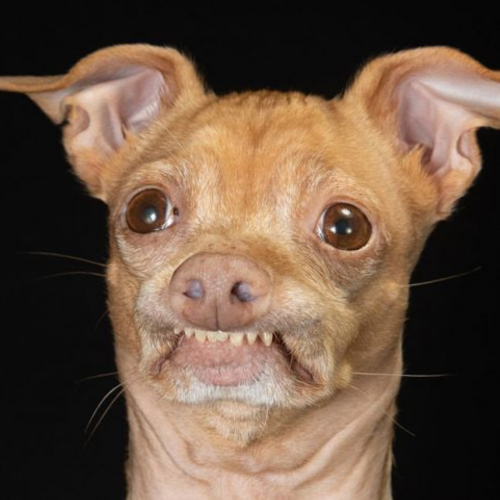 PHTEVEN