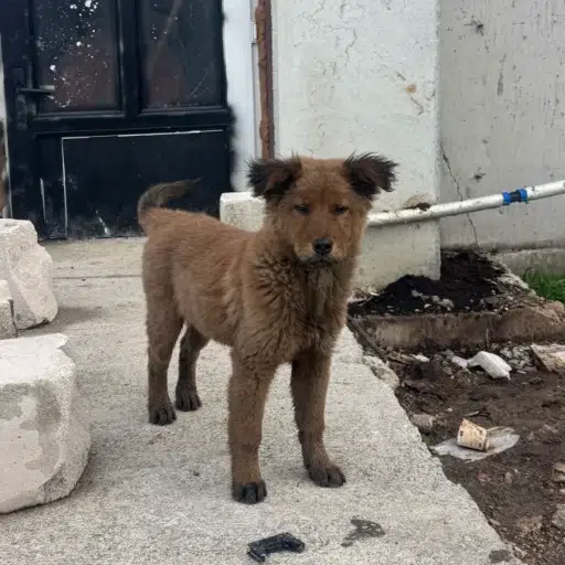 goatdog