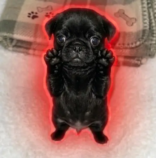 nugget