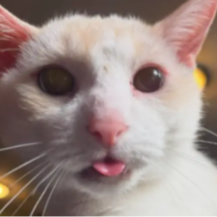 blepcat