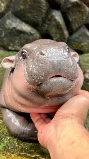 Moodeng