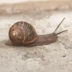 GARY