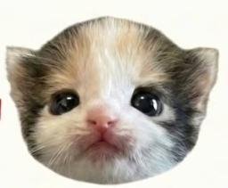 Zwazu