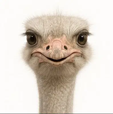 Ostrich