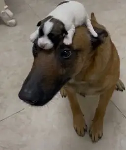 wifdog