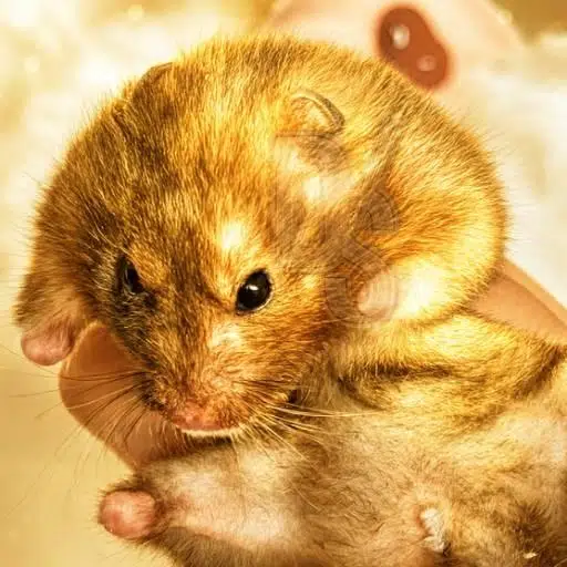 hamsters