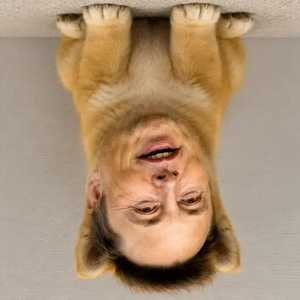 edog