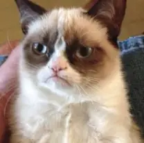 GRUMPY — Grumpy cat Solana token traded by KOLs