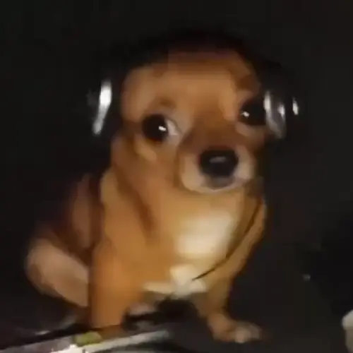 vibe