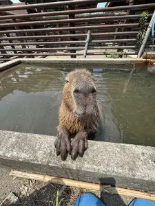 銀杏