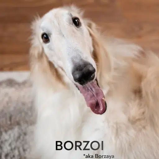Borzoi