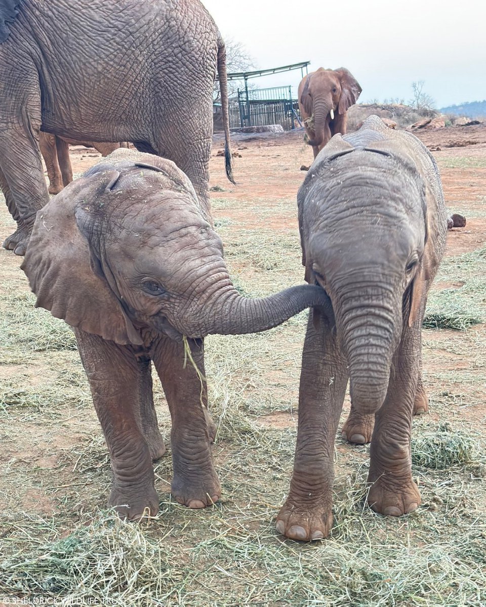 NYIKA
