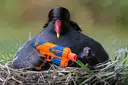 MOORHEN