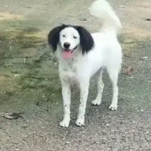 HUAHUA